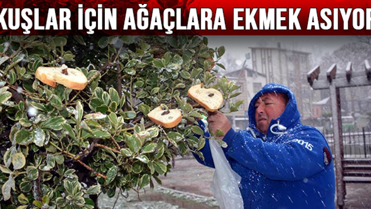 Kuşlar için ağaçlara ekmek asıyor