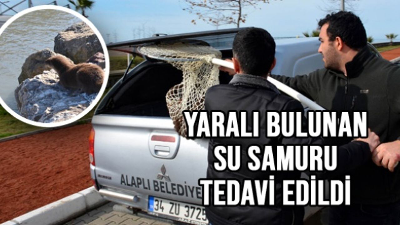 Yaralı bulunan su samuru tedavi edildi