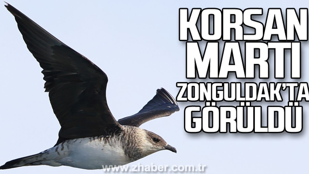 Korsan Martı Zonguldak'ta görüldü