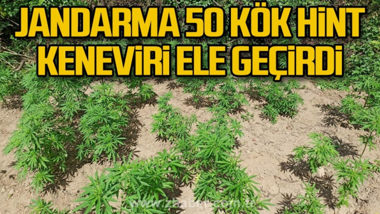  Jandarma 50 kök Hint keneviri ele geçirdi