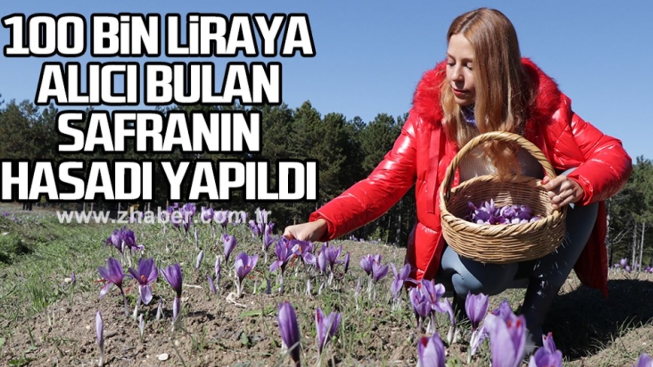 100 bin liraya alıcı bulan safranın hasadı yapıldı