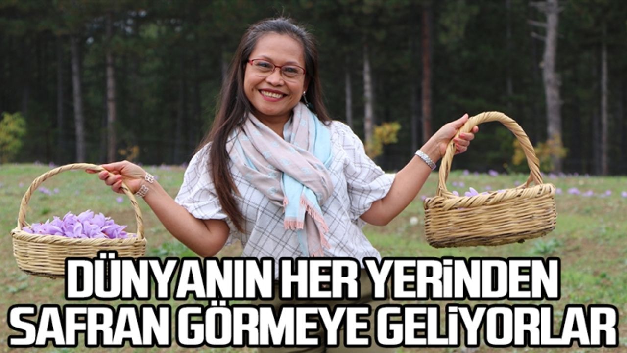 Dünyanın her yerinden safran görmeye geliyorlar