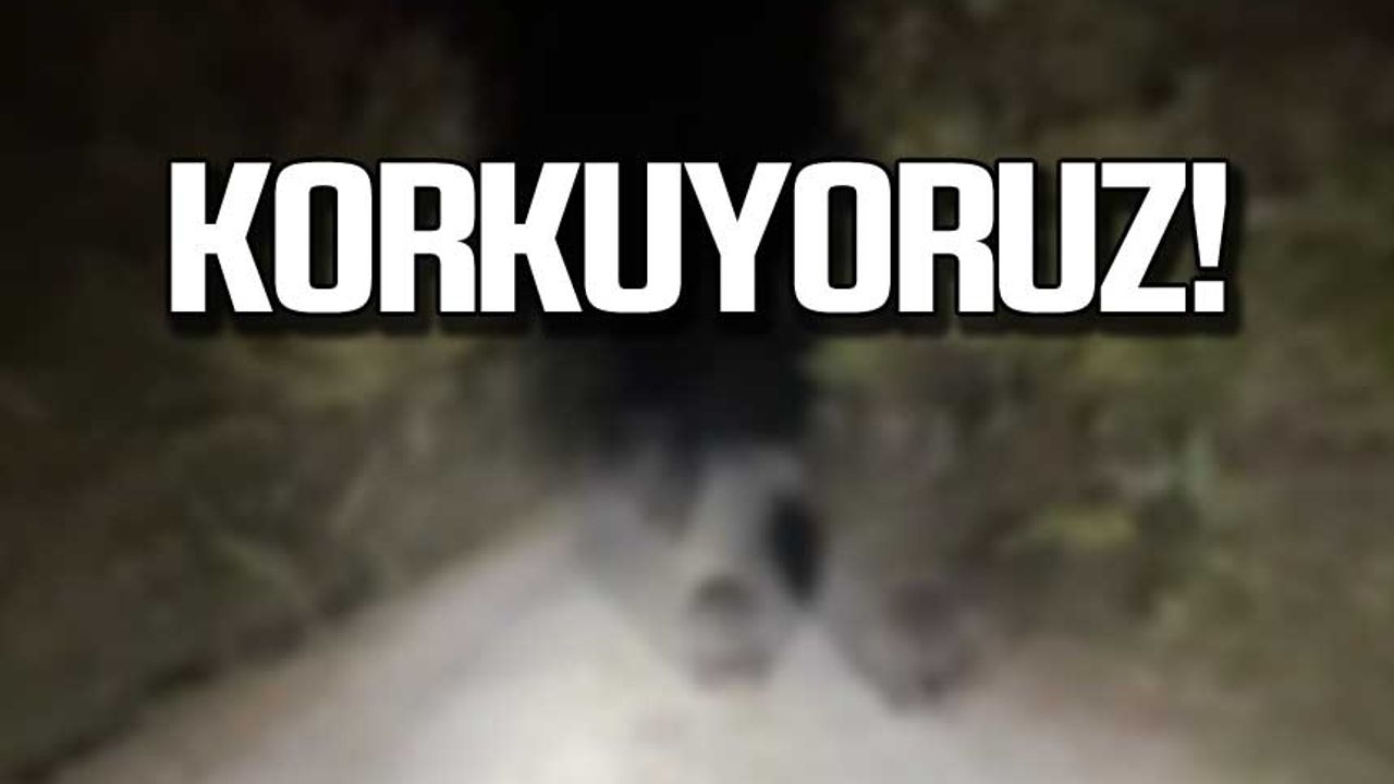 Zonguldak'ta köylere inen ayılar vatandaşların korkulu rüyası oldu!