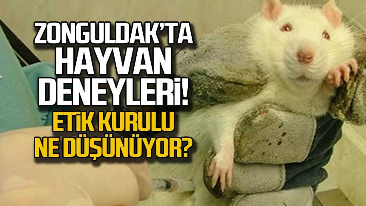 Zonguldak'ta hayvan deneyleri! Etik kurulu ne düşünüyor?