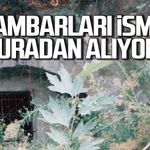 69 Ambarları adını veren ocağın şimdiki hali nasıl