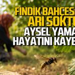 Fındık bahçesinde arı soktu, Aysel Yaman hayatını kaybetti