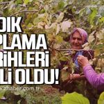 Alaplı’da fındık hasat takvimi açıklandı