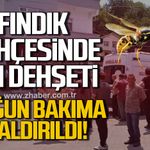Fındıklıkta arı dehşeti. Yoğun bakıma kaldırıldı
