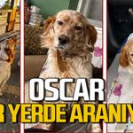 Oscar kayıp: Her yerde aranıyor