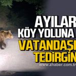 Kozlu Ense köyü Ereğli yolunda ayı görüldü