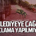 Vatandaşlardan Zonguldak Belediyesi'ne çağrı: "Sinek aracı yok mu?"