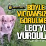 Böyle vicdansızlık görülmedi. Leo'yu vurdular