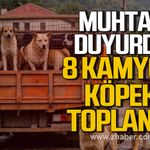 Muhtar duyurdu. 8 Kamyon köpek toplandı