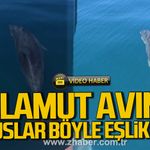 Zonguldak'ta palamut avına yunuslar eşlik etti. İşte o anlar.