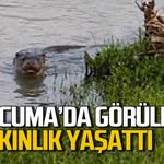 Çaycuma ırmağında görüldü: Görenler şaşkınlık yaşadı