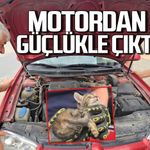 Otomobilin motoruna yavru kedi girdi, telefondan açılan anne kedi sesiyle kurtarıldı