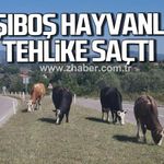 Kara yoluna çıkan başıboş hayvanlar tehlike saçıyor