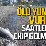 Kozlu sahilinde ölü yunus vurdu.