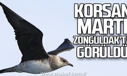 Korsan Martı Zonguldak'ta görüldü