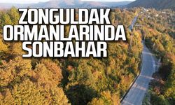 Zonguldak ormanlarında sonbahar