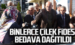 Binlerce çilek fidesi bedava dağıtıldı