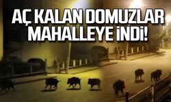 Aç kalan domuzlar mahalleye indi