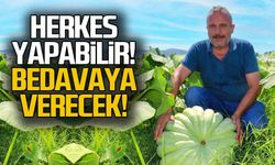 Kabaktan 200 bin TL kazandı... Tohumunu bedavaya verecek