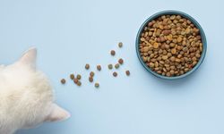Çok Satan Kedi Mamalarında Kaçırılmayacak İndirimler