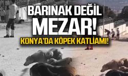 Konya'da köpek katliamı... "Barınak değil mezar"
