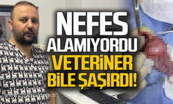 Nefes alamıyordu... Veteriner bile şaşırdı
