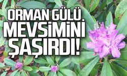 Orman gülü mevsimi şaşırdı... Erkenden çiçek açtı