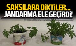 Saksılara diktiler... Jandarma ele geçirdi!