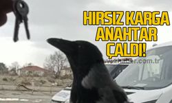 Hırsız karga anahtar çaldı!