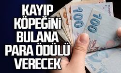 Kayıp köpeğini bulana para ödülü verecek