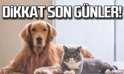Dikkat... Çip taktırmak için son günler!