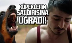 Köpeklerin saldırısına uğradı