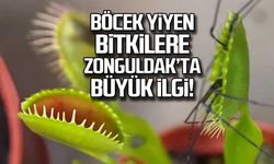 Böcek yiyen bitkilere Zonguldak'ta büyük ilgi
