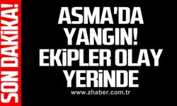 Asma'da yangın! Ekipler olay yerinde
