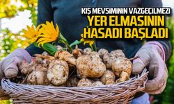 Kış mevsiminin vazgeçilmezi yer elmasının hasadı başladı