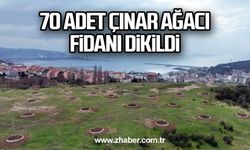 70 adet çınar ağacı fidanı dikildi