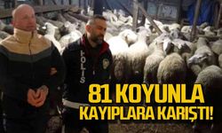 81 koyunla kayıplara karıştı!