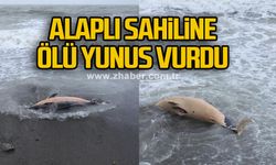 Alaplı Sahiline Ölü Yunus Vurdu