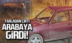 Tarladan çıktı arabaya girdi! İnek aracı pert etti