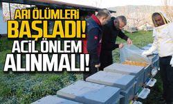 Arı ölümleri başladı... Acil önlem alınması gerek!