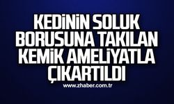 Kedinin soluk borusuna takılan kemik ameliyatla çıkartıldı