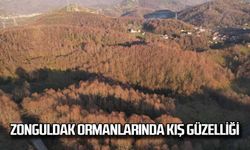 Zonguldak ormanlarında kış güzelliği