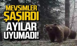 Mevsimler şaşırdı... Ayılar uyumadı