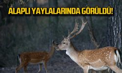 Alageyikler Alaplı yaylalarında görüldü!