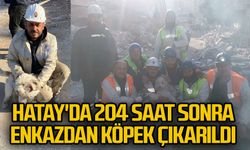 Hatay'da 204 saat sonra enkazdan köpek çıkarıldı
