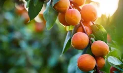 Kayısının Faydaları Nelerdir?